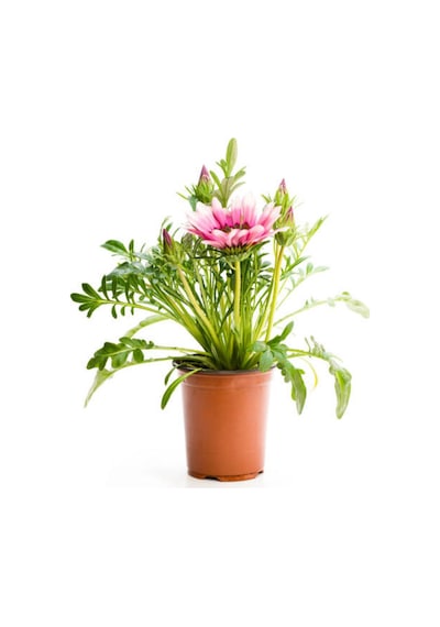 Videolu Karışık Renkli Gazanya 10 20 Cm 10 Adet Saksılı/ Tüplü Çiçekli Bodur Bitki Gazania