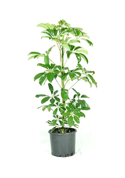 Videolu Tek Dal Şeflera Çiçeği 45-65cm Saksılı Iç Mekan/salon Bitkileri Schefflera