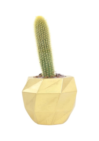 Saksı Çiçek Kaktüs Saksısı Lüx 15 Cm Burgulu Desen Saksı Çiçeklik