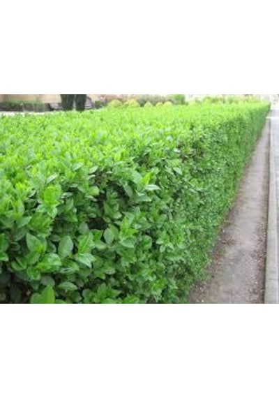 Ligustrum Kurtbağrı 200 Adet - Çit Bitkisi