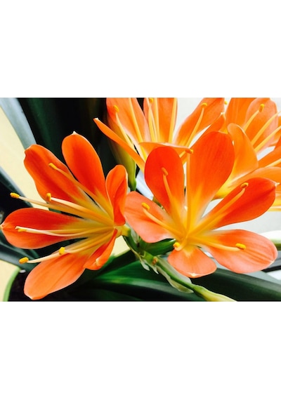 Clivia Miniata – Klivya