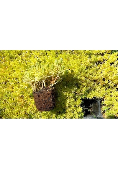 Sarı Sedum 5 Adet - Yer Örtücü Çok Yıllık Bitki