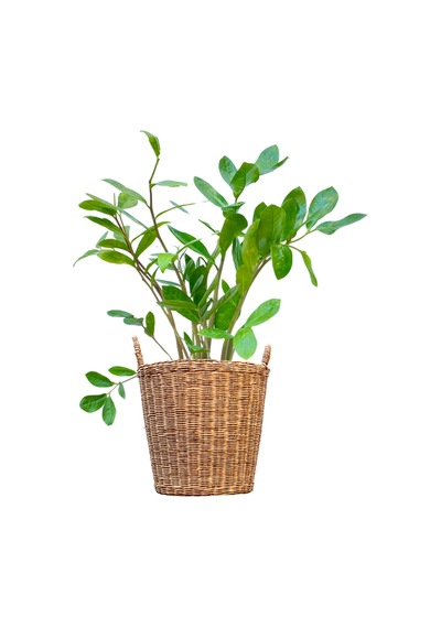 Zeze Çiçeği Zamia Zamioculcas Zamiifolia - Iç Mekan Bitkisi
