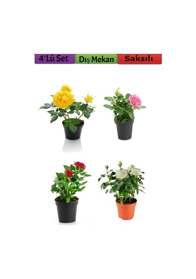 4'lü Bahçe Seti Kırmızı+ Beyaz+ Sarı+ Pembe Gül Fidanları 15-25 Cm Dış Mekan Bitkileri