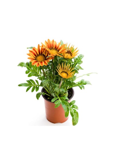 Turuncu Sarı+turuncu Renk Gazanya Çiçeği 2 Adet Saksılı 10-20cm Bahçe Balkon Çiçeği Diğer