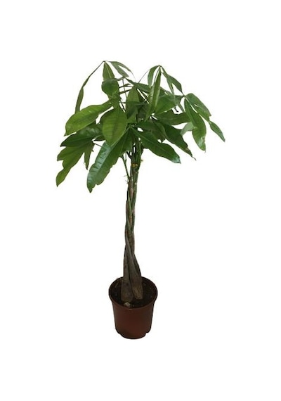 Pachira Aquatica- Örgülü Para Ağacı-paçhira 75-80 Cm