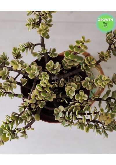 Portulacaria Afra Variegata Fil Azığı 1 Adet