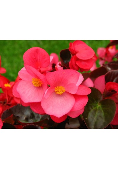 Begonya Küçük Hanım Çiçeği 30-40 Cm Kırmızı Saksılı
