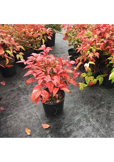 Cennet Bambusu Bitkisi Nandina Domestica 25-30 Cm Saksıda