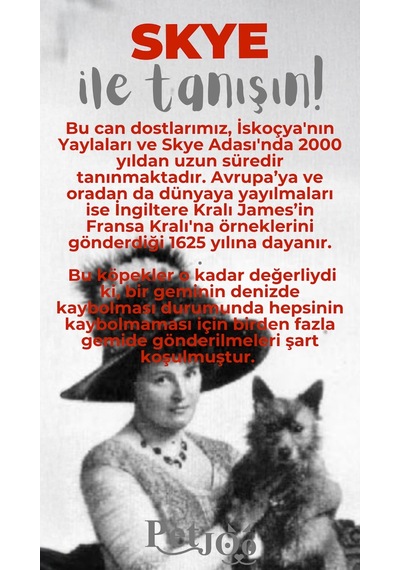 Petjoo 6.Skye Gri-Kırmızı Qr'lı Köpek Künyesi