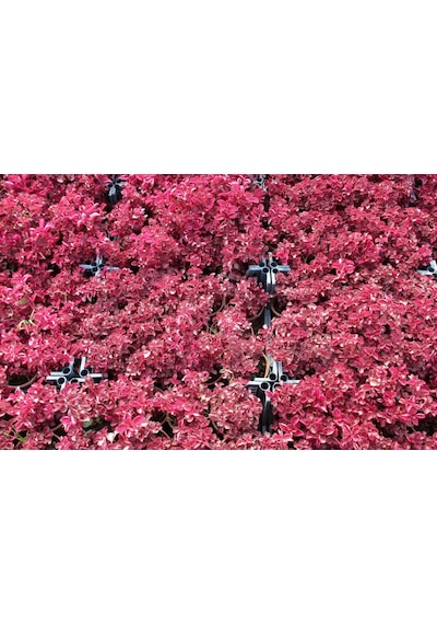 Çingene Şalvarı 10 Adet - Pembe Süs Bitkisi - İresine Herbstii