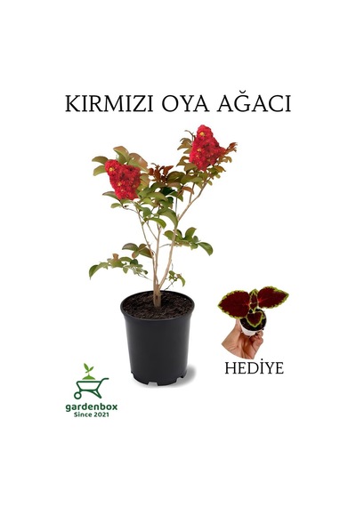 Kırmızı Oya Ağacı 1 Adet Dış Mekan Saksılı 30-60cm+yaprak Güzeli
