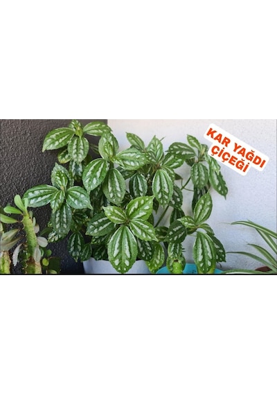 Sarı Yeşil Yaprak Güzeli Fidanı Benjamin 10-20 Cm
