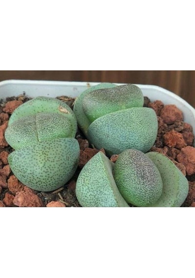 10 Adet Pleiospilos Nelii Succulent Tohumu