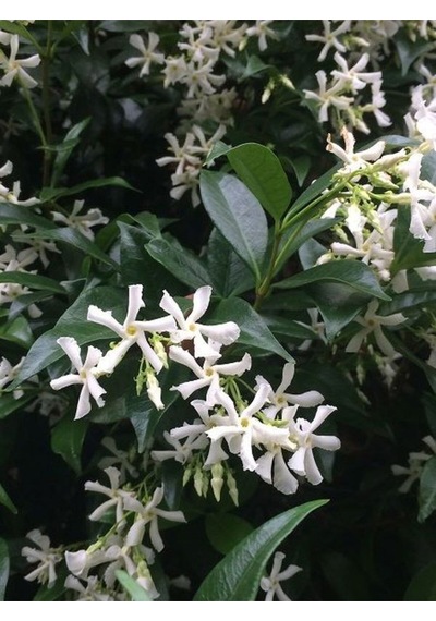 Kokulu 1 Adet Beyaz Arap Yasemini Çiçeği Fidanı 50-100cm Saksılı Arabian Jasmine