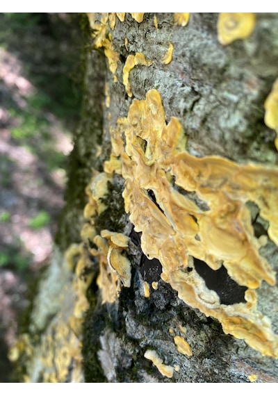 Hindikuyruğu Coriolus Versicolor 50 G