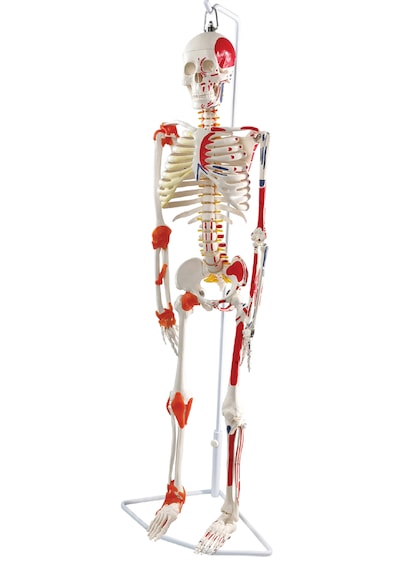Esnek İnsan İskeleti Modeli, Kasları Ve Ligamentleri Gösteren, Askılı Stand - 85 Cm - İskelet Maketi 01
