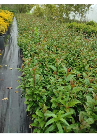 Kurtbağrı Ligustrum Bahçe Çit Set Fidanı 10-20 Cm