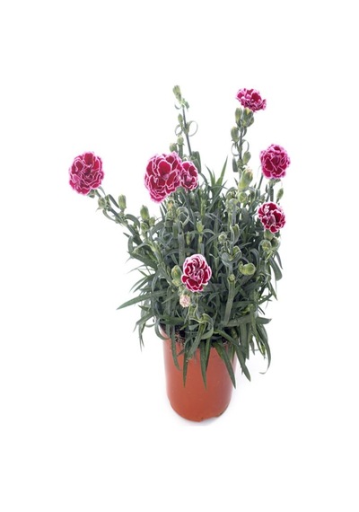 Kokulu Kırmızı Bodur Karanfil Bitkisi 1 Adet Saksılı 20-40 Cm Dianthus Caryophyllus Red