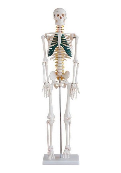 Spinal Sinirleri Gösterir İnsan İskeleti Modeli 85Cm