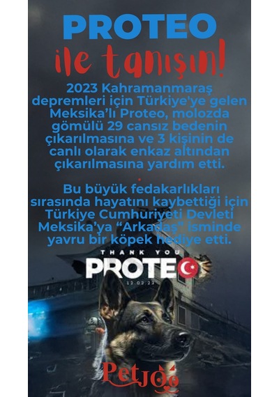 Petjoo 24.Proteo Kırmızı-Mavi Qr'lı Köpek Künyesi