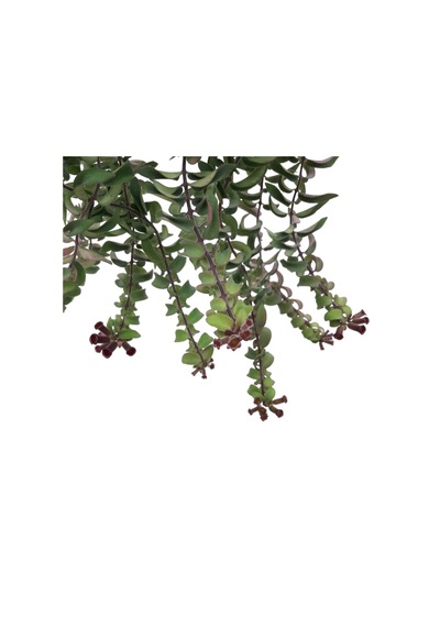 Aeschynanthus Twister Ruj Çiçeği Ø14 Cm H35-40 Cm