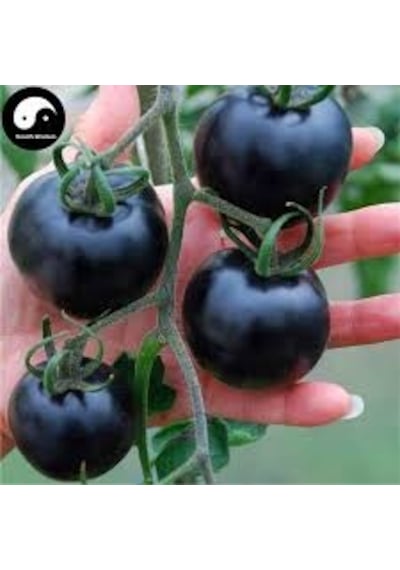 25 Adet Tohum Nadir Black Domates Tohumu Çeri Cherry Siyah Domate