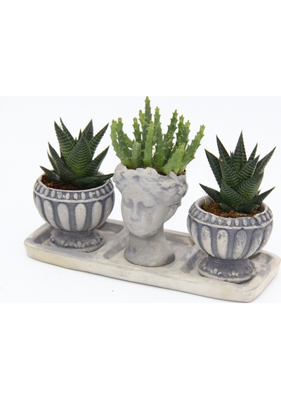 Trio Helen Gri Sukulent Seti - Haworthia Limifolia. Huernia