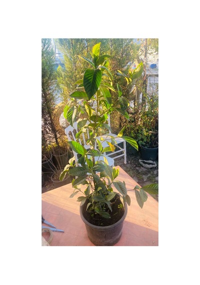 Gardenya Kokulu Çiçek