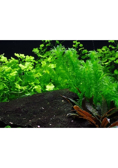 Eledoa Densa Egeria 30 Cm Akvaryum Bitkisi Canlı Bitki 5 Dal