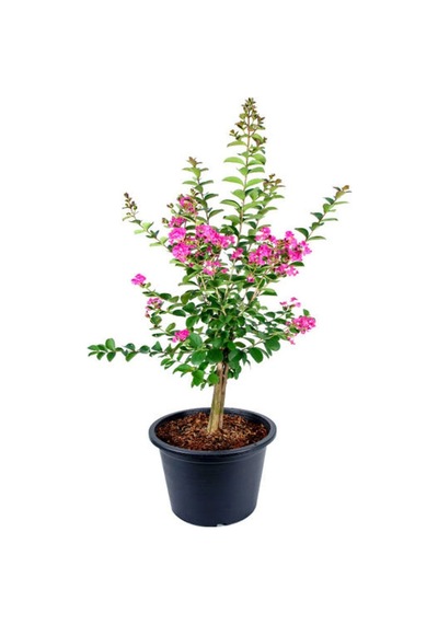 Pembe Oya Ağacı Fidanı 1 Adet Saksılı+yaprak Güzeli-telgraf Çiçeği Hediyeli
