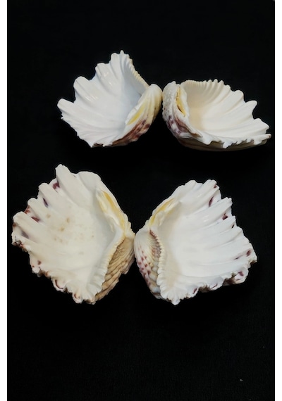 İki Parçalı Deniz Kabuğu Tridacna Gigas 9dk2