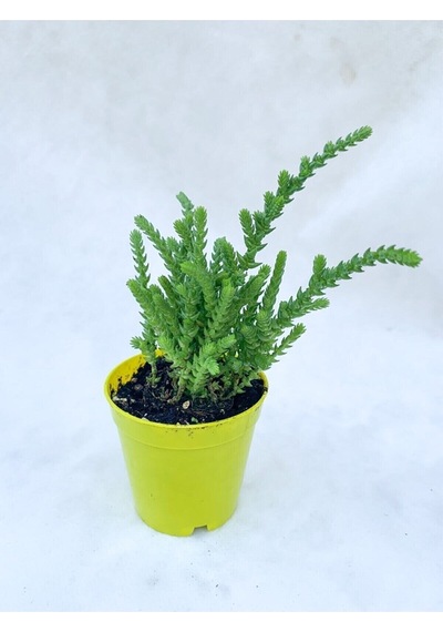 Videolu Mini Saksıda 1 Adet Prenses Çamı 10-25cm Princess Pine