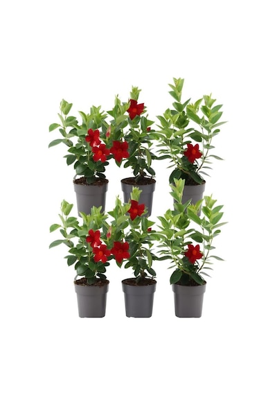 Dekoratif Kırmızı Mandevilla 30 60 Cm Sandavilla Çiçekli Sarmaşık, Bahçe Ve Teras Bitkisi