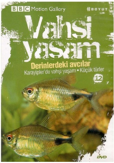 Bbc Motion Gallery - Vahşi Yaşam Derinlerdeki Avcılar Karayipler'de Vahşi Yaşam Küçük Türler - Dvd