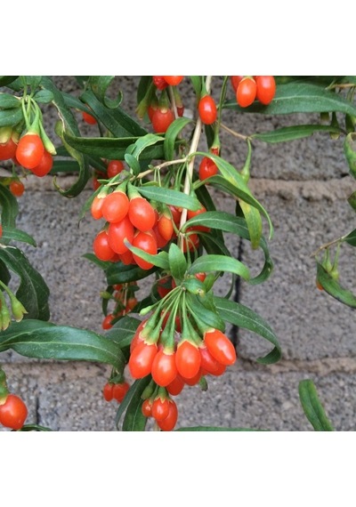 Tüplü Princess Tao Etli Goji Berry Kurt Üzümü Fidanı Sınırlı Say