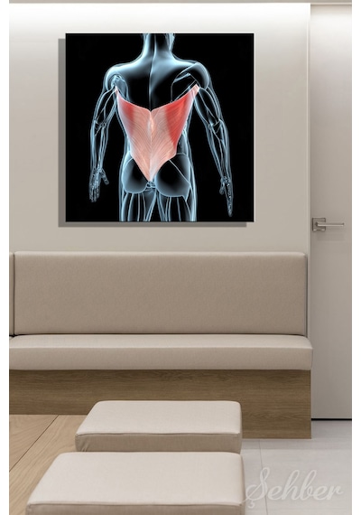 Latissimus Dorsi Kanat Kası Kaslarının 3d Tıbbi İllüstrasyonu Yatay Kanvas Tablo 3512