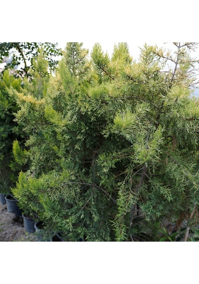 SAKSIDA AMERİKAN SMARGAT MAZİ FİDANI 3 YAŞ 60-80CM BOY