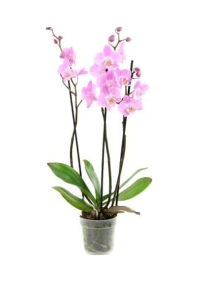 Pembe Orkide Tohumu 5 Adet Tohum Phalaenopsis Çiçek Tohumu