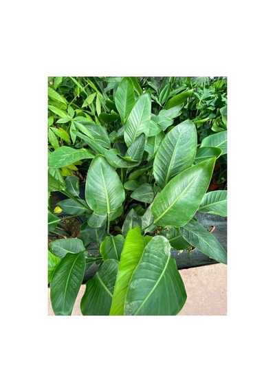 Starliçe Cennet Kuşu Strelitzia Nicolai 10-20 Cm