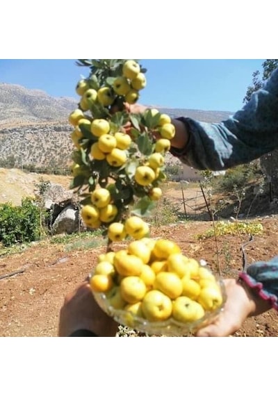 Tüplü Aşılı İri Meyveli Sarı Alıç Fidanı 60-100 Cm