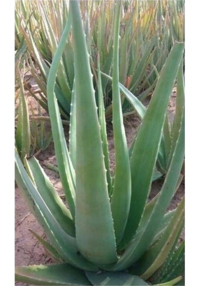 Aloevera Fidanı 3 Adet Saksılı Boy 25-30 Cm