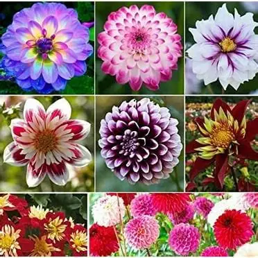 104 Adet Bodur Yıldız Dahlia Çiçeği Yumrusu Karışık 15 Renk .yumru Boyu 9 Cm . Yeni Mahsul.çiçekli Boyu 45 Cm.
