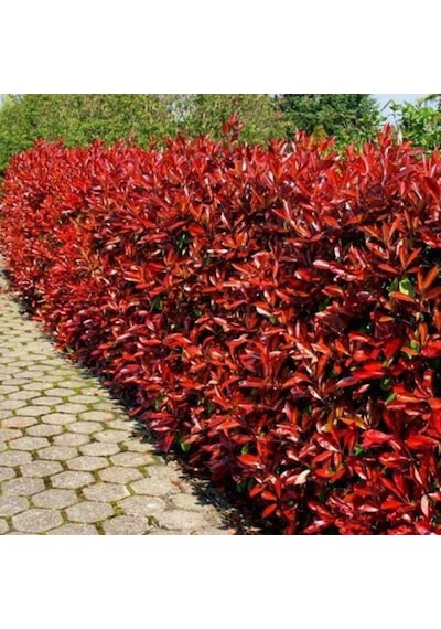 Alev Çalısı Photinia Red Robin Nana 170-200 Cm