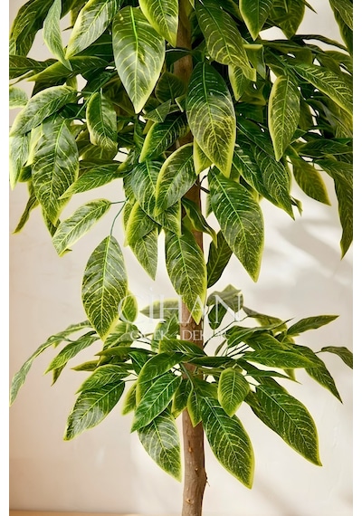 Premium Kalite Yapay Ceviz Ağacı 180 Cm 27x33 Küre Saksı Beyaz