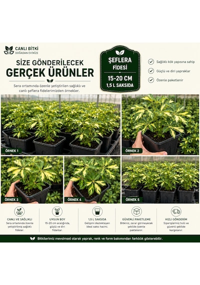 Alacalı Şeflera Fidesi 15-20 Cm 1,5 L Saksıda Canlı İç Mekan Bitkisi