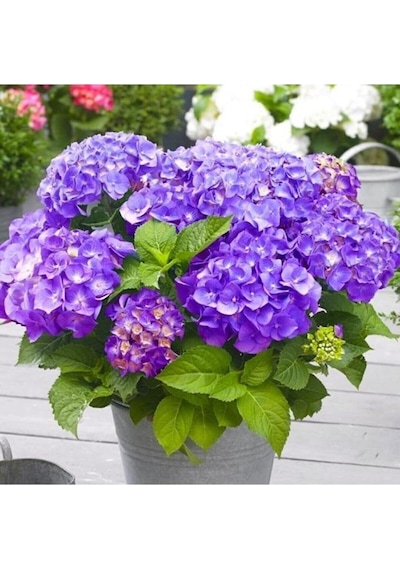 Aşılı Tüplü Mor Ortanca Çiçeği Fidanı 10-20 Cm