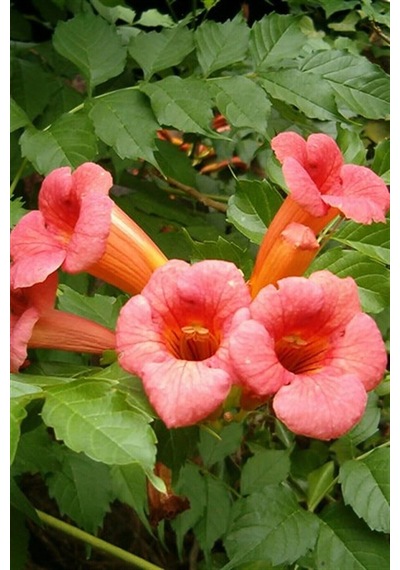 Acem Borusu Sarmaşığı Fidanı Campsis Radicans - 1-2 Yaş, 20-40 Cm, Bahçe Ve Çit Bitkisi