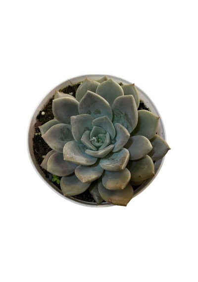 Echeveria 'german Champaign' Sukulent