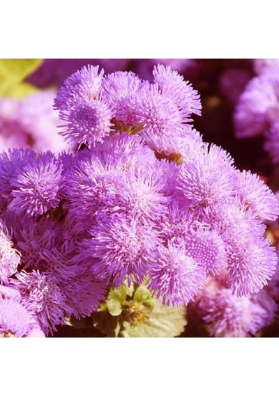 30 Adet Tohum Nadir Bulunan Pembe Vapur Dumanı Çiçeği Çiçek Tohumu Hediye Saksı Toprak